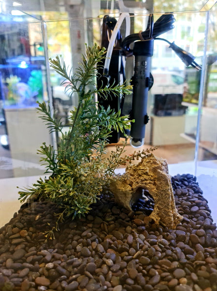 ACQUARIO 18 LITRI USATO CON ACCESSORI E ALLESTIMENTO
